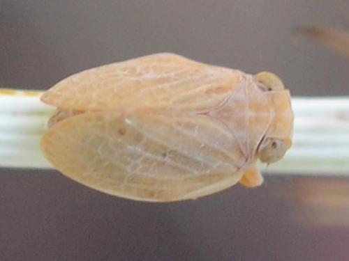 Agalmatium sp.